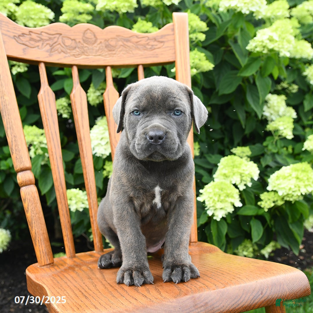 Cane Corso dogs for sale: Stella - Image 1