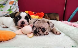 French Bulldog dogs for sale: Odin Akc - Image 7