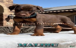 Doberman Pinscher dogs for sale: Malibu - Image 16