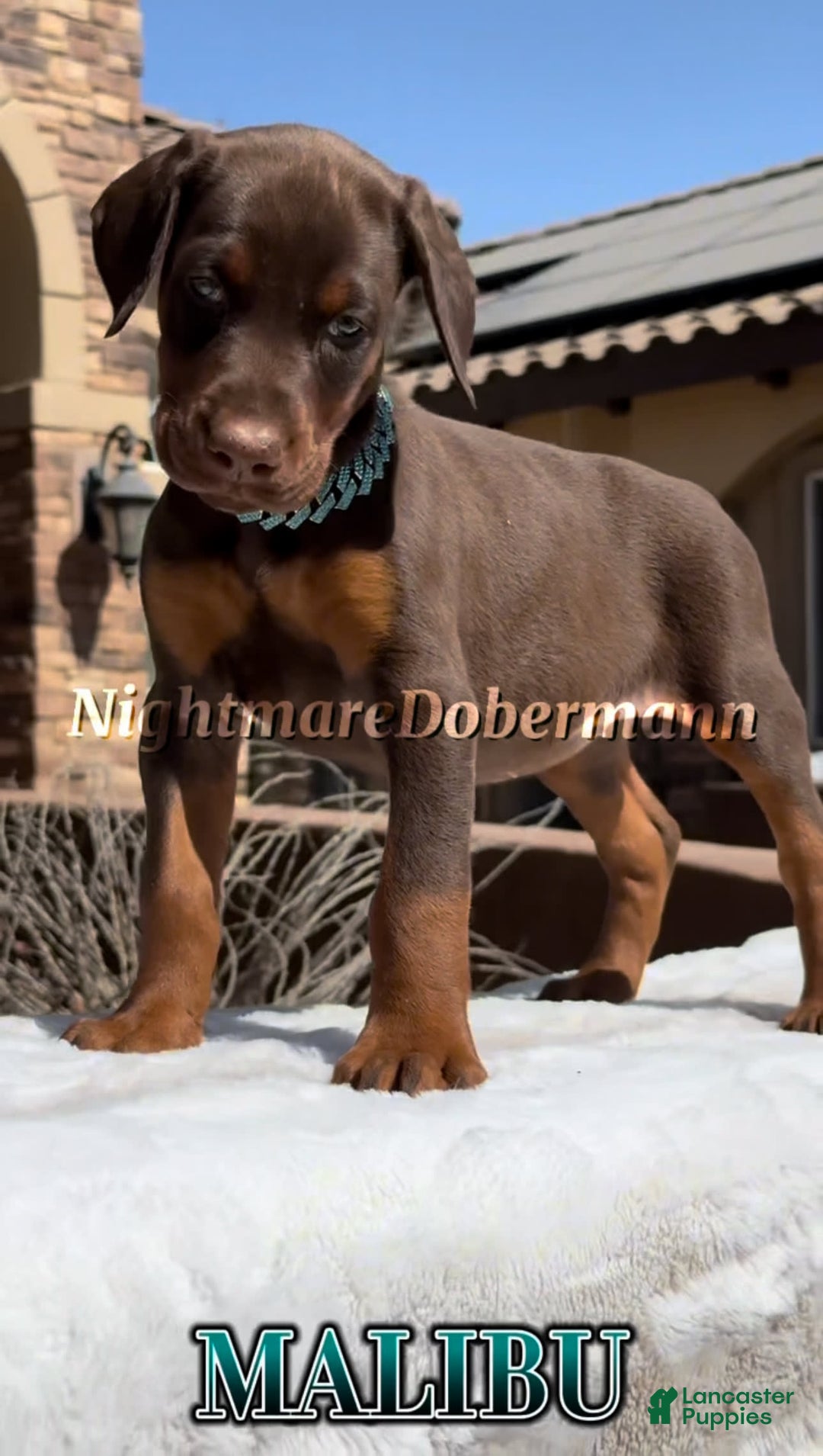 Doberman Pinscher dogs for sale: Malibu - Image 16
