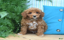 Mini Goldendoodle dogs for sale: Caden - Image 5