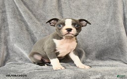 Boston Terrier dogs for sale: Moxie - Image 5