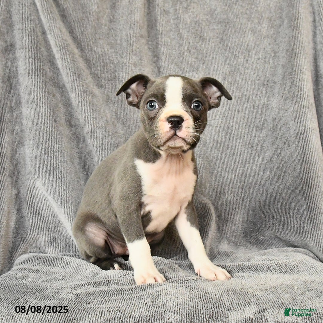 Boston Terrier dogs for sale: Moxie - Image 5