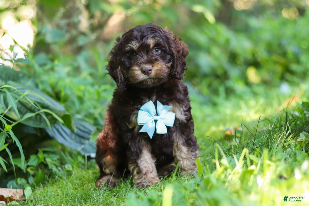 Cockapoo dogs for sale: Ace - Image 2