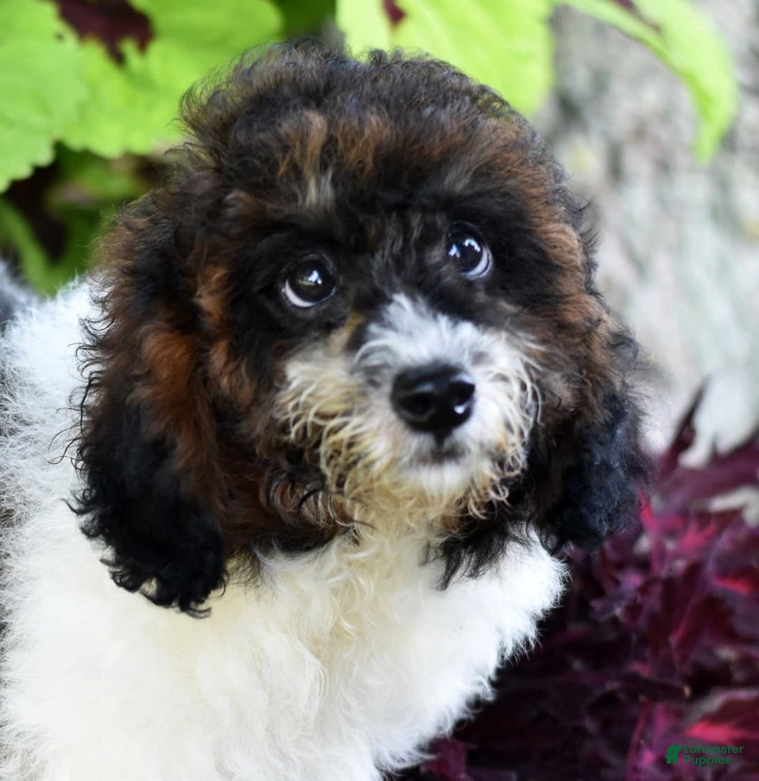 Miniature Poodle dogs for sale: Austin - Image 9