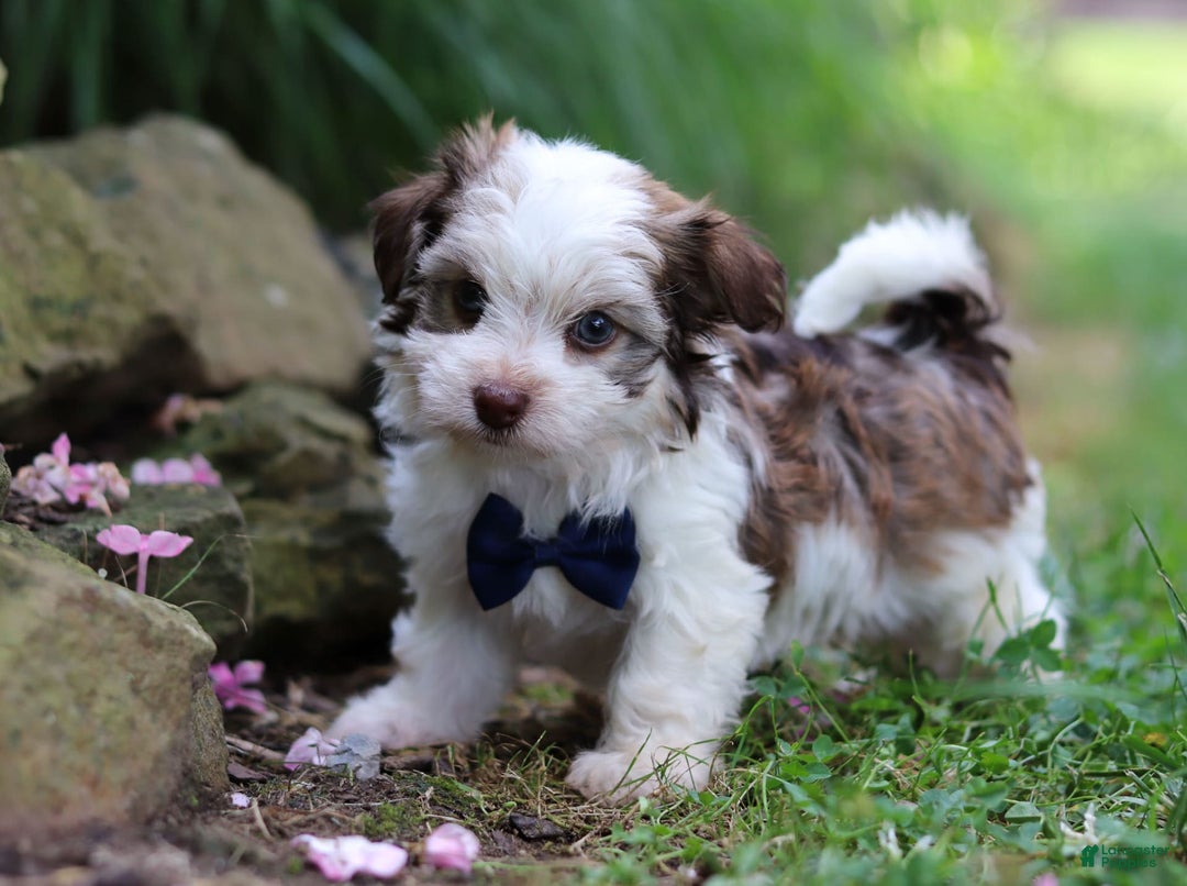 Havanese dogs for sale: Champ - Image 7