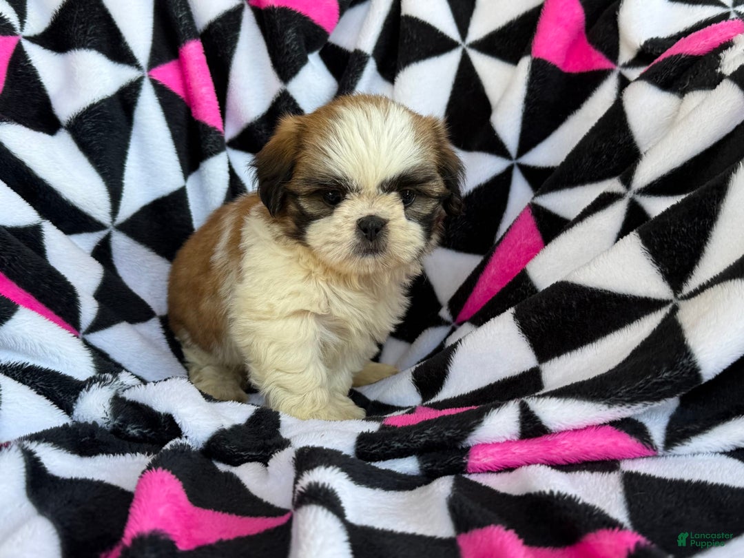 Shih Tzu dogs for sale: Muffin - Image 5