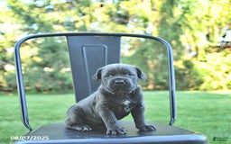 Cane Corso dogs for sale: Mia - Image 4