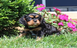 Cavalier King Charles Spaniel dogs for sale: Hope - Image 15