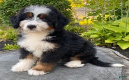 Mini Bernedoodle dogs for sale: 💚 In Boston Massachusetts 💚 Traditional Tri Color 💚 Mini Bernedoodle 💚 - Image 13