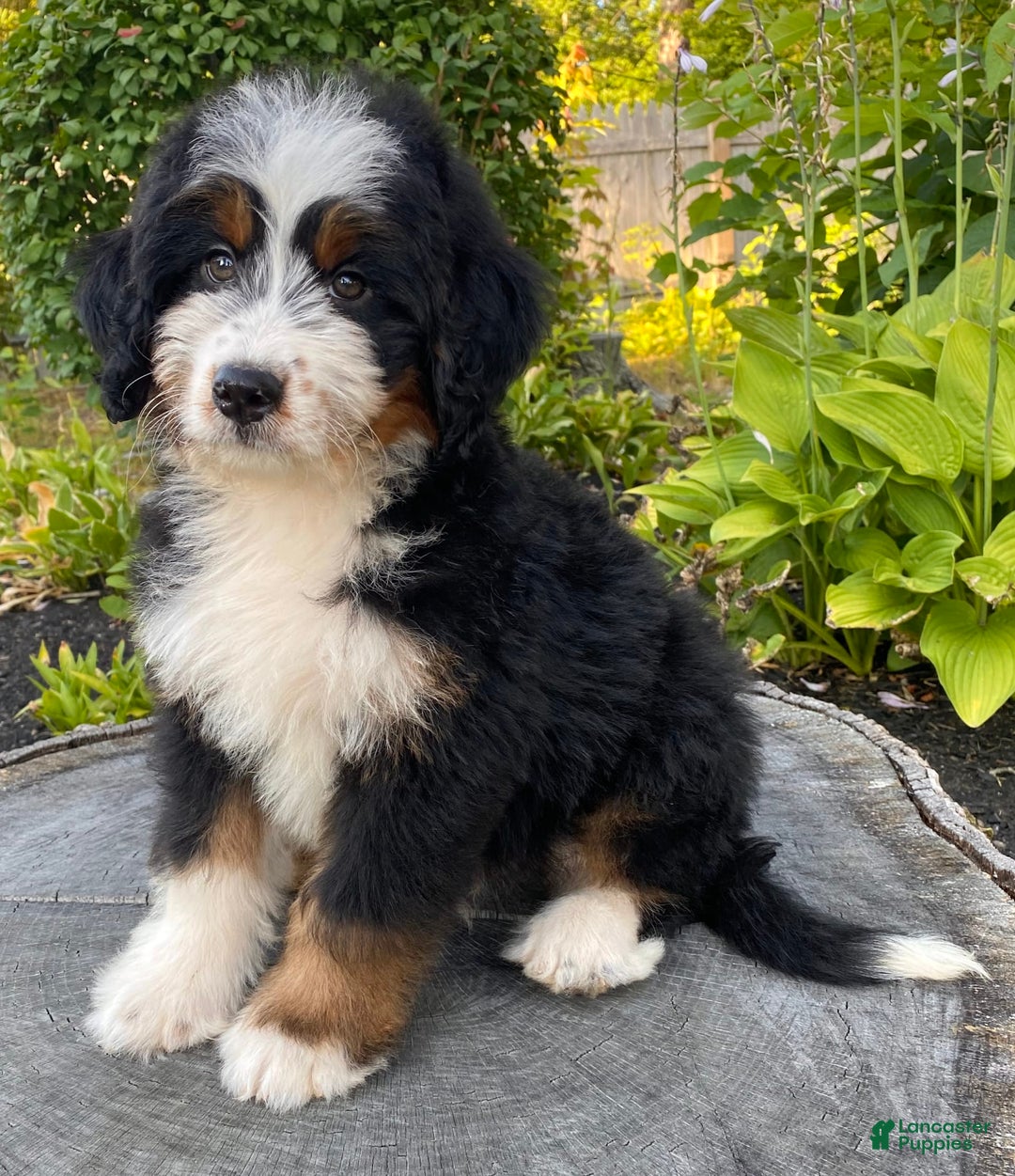 Mini Bernedoodle dogs for sale: 💚 In Boston Massachusetts 💚 Traditional Tri Color 💚 Mini Bernedoodle 💚 - Image 13