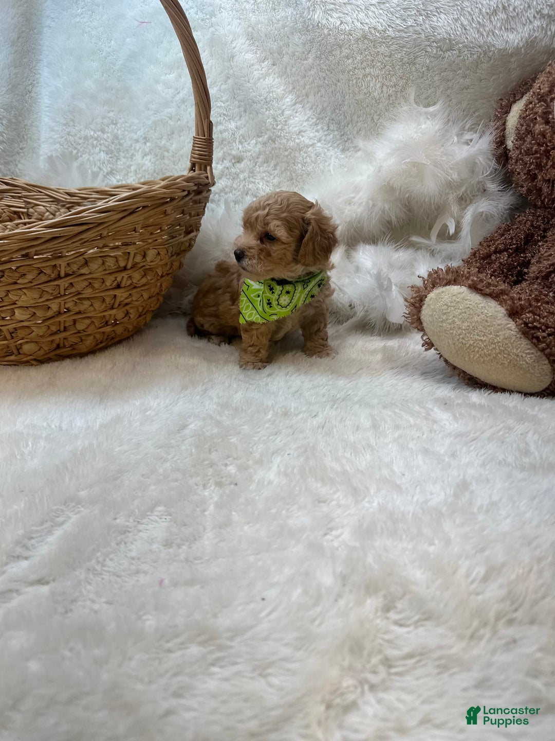Bichpoo dogs for sale: Cashton - Image 9