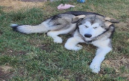 Alaskan Malamute dogs for sale: Tocho - Image 4