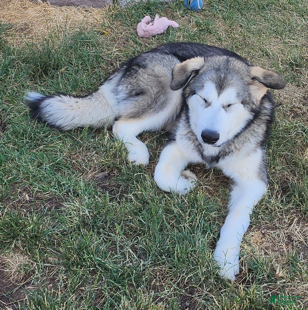 Alaskan Malamute dogs for sale: Tocho - Image 4