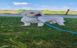 Morkie dogs for sale: Hickory - Image 9