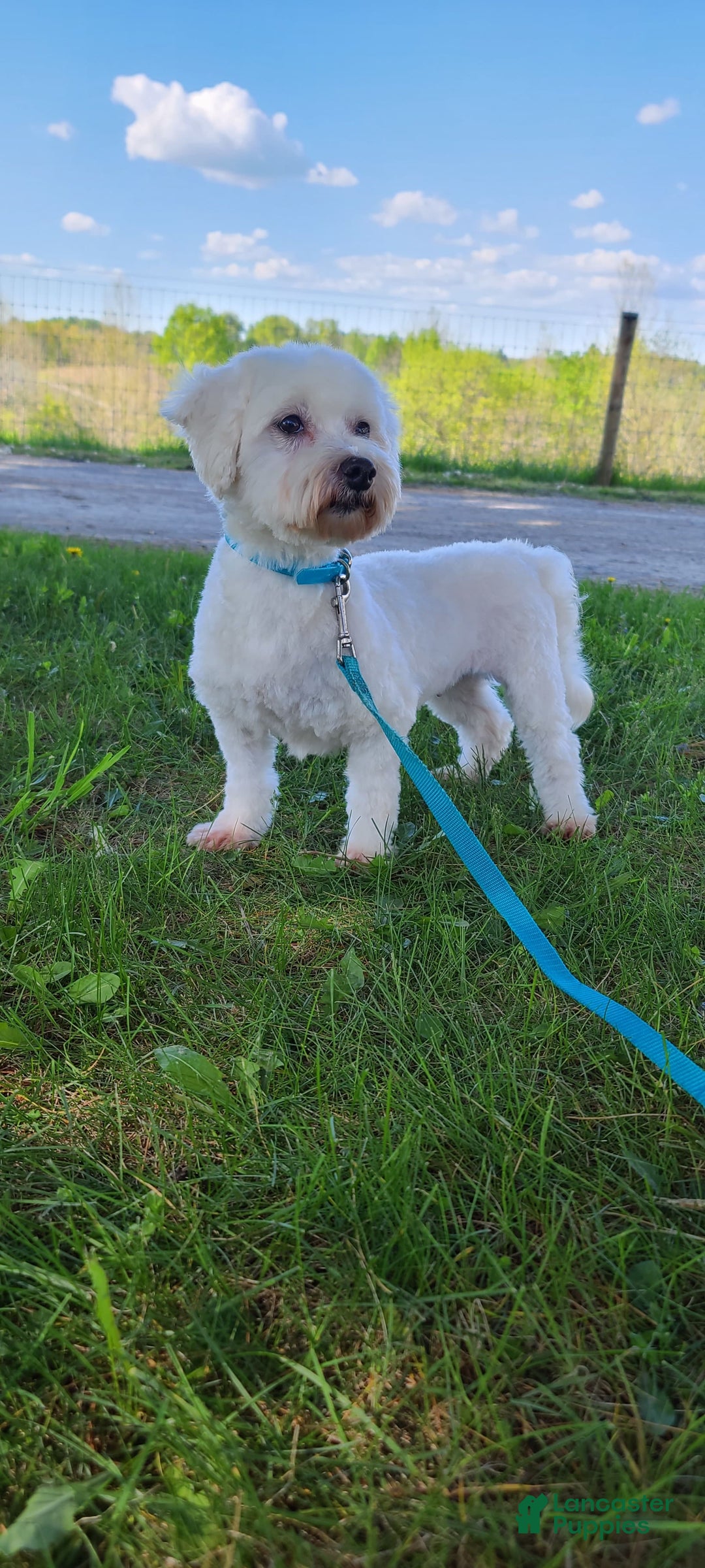 Morkie dogs for sale: Hickory - Image 9