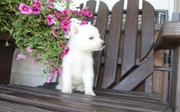 German Shepherd dogs for sale: Justin - Image 2