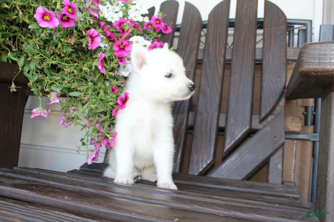 German Shepherd dogs for sale: Justin - Image 2