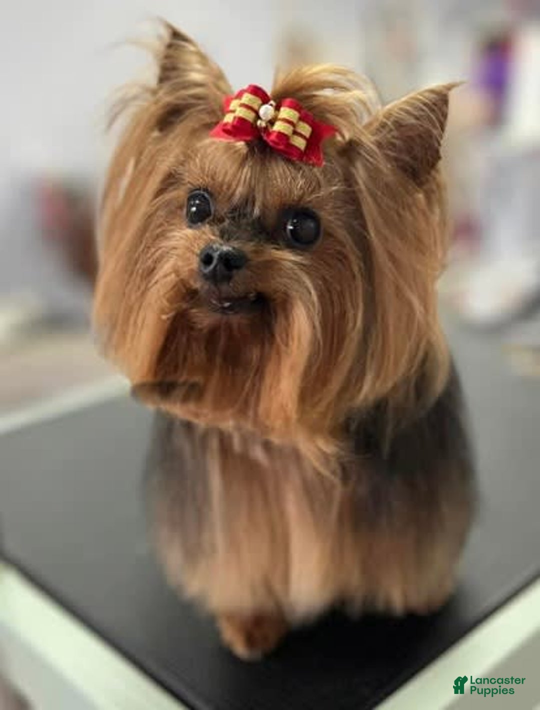 Yorkshire Terrier dogs for sale: George - Image 3