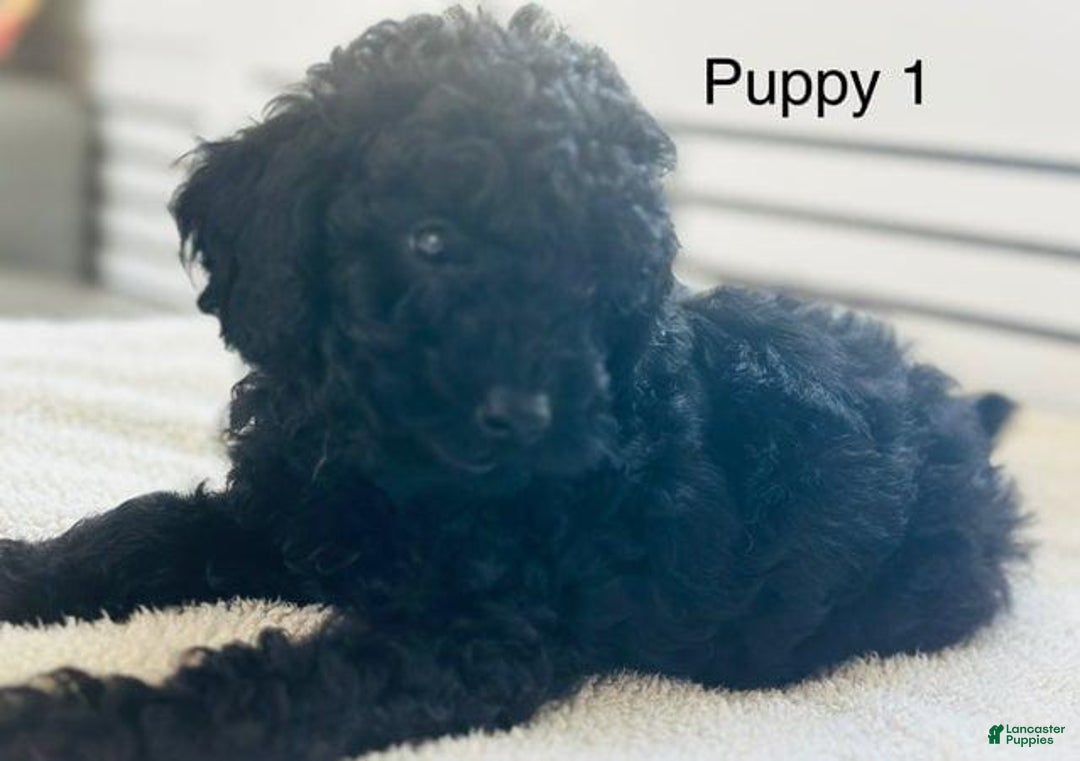 Toy Poodle dogs for sale: Tom - Image 1