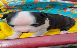 Boston Terrier dogs for sale: Curly - Image 1