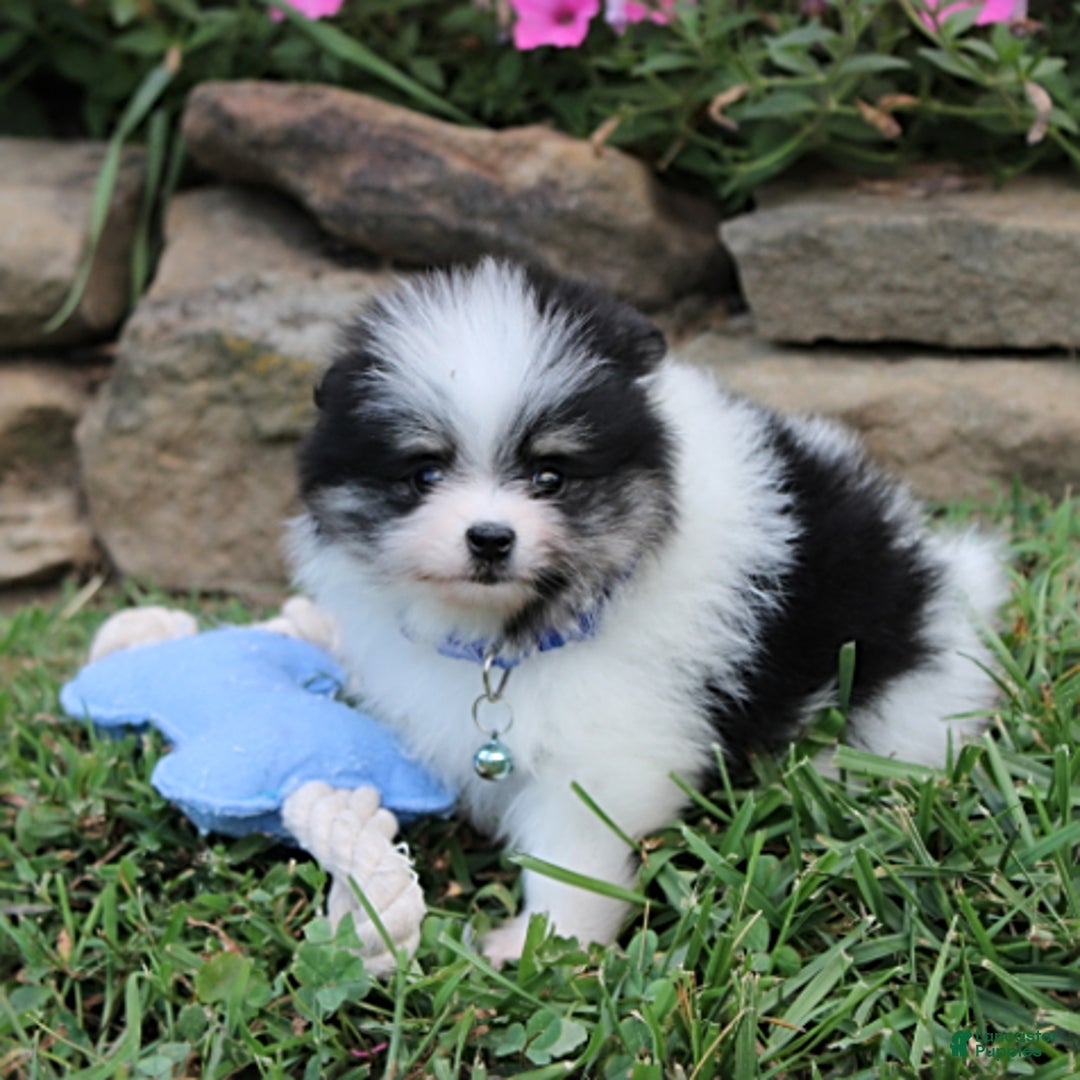 Pomeranian dogs for sale: Karter - Image 4