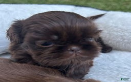 Shih Tzu dogs for sale: Rally - Image 1