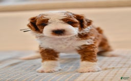 Goldendoodle dogs for sale: Denali - Image 2