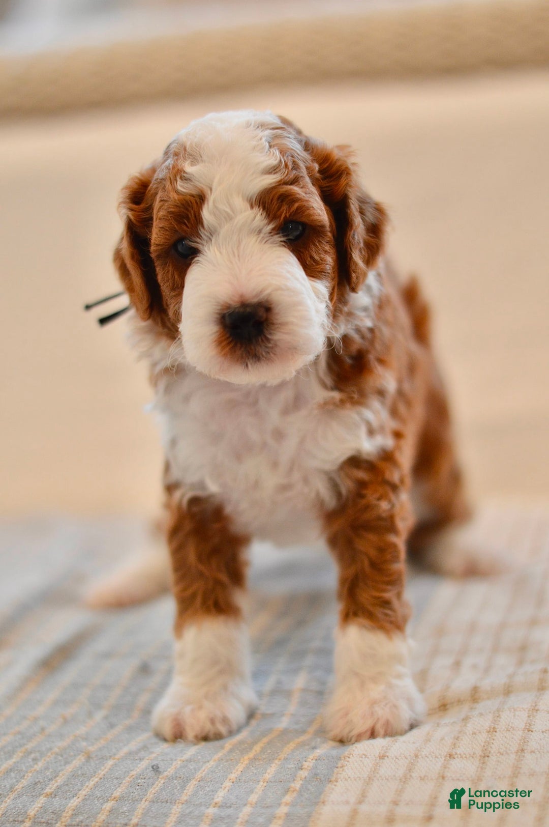 Goldendoodle dogs for sale: Denali - Image 2