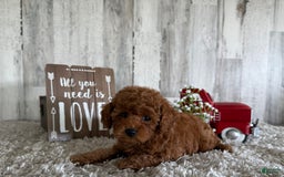 Toy Poodle dogs for sale: Gizmo - Image 1