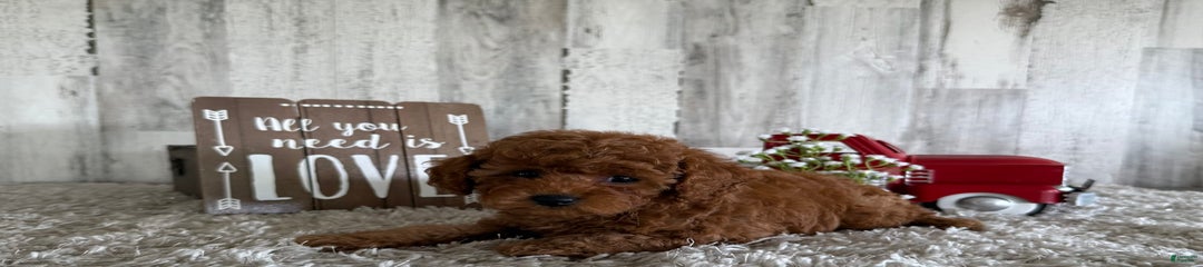 Gizmo