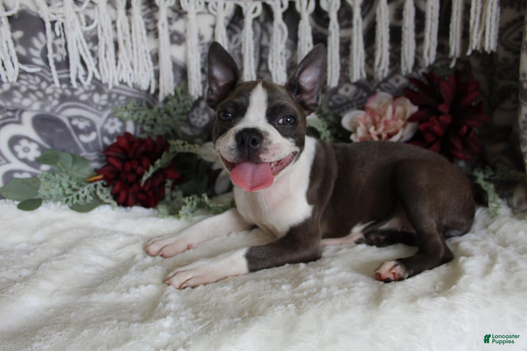 Boston Terrier dogs for sale: Trudy - Image 3