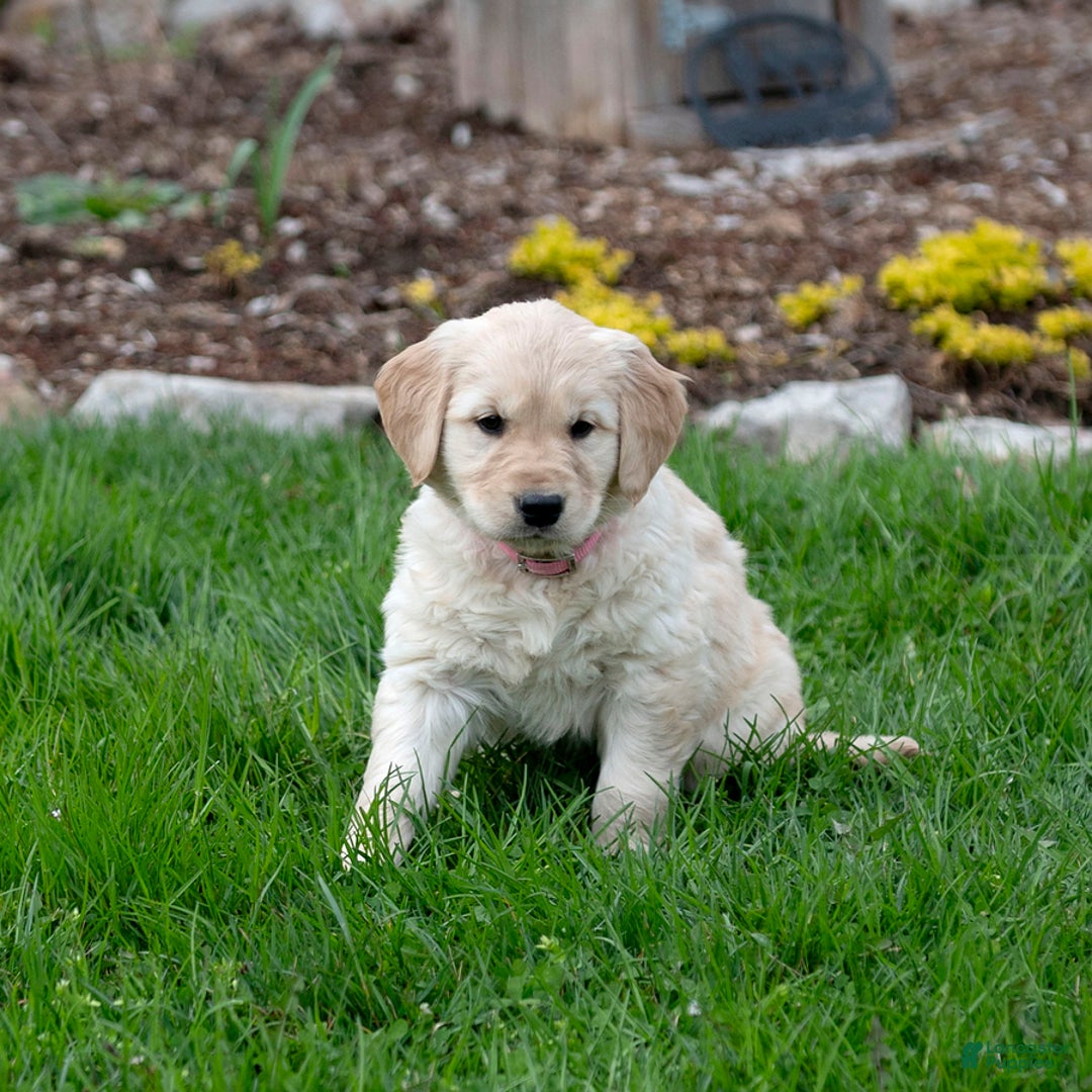 Golden Retriever dogs for sale: April - Image 1