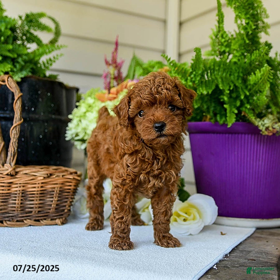 Toy Poodle dogs for sale: Happy - Image 2