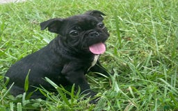 French Bulldog dogs for sale: Yin - Image 1