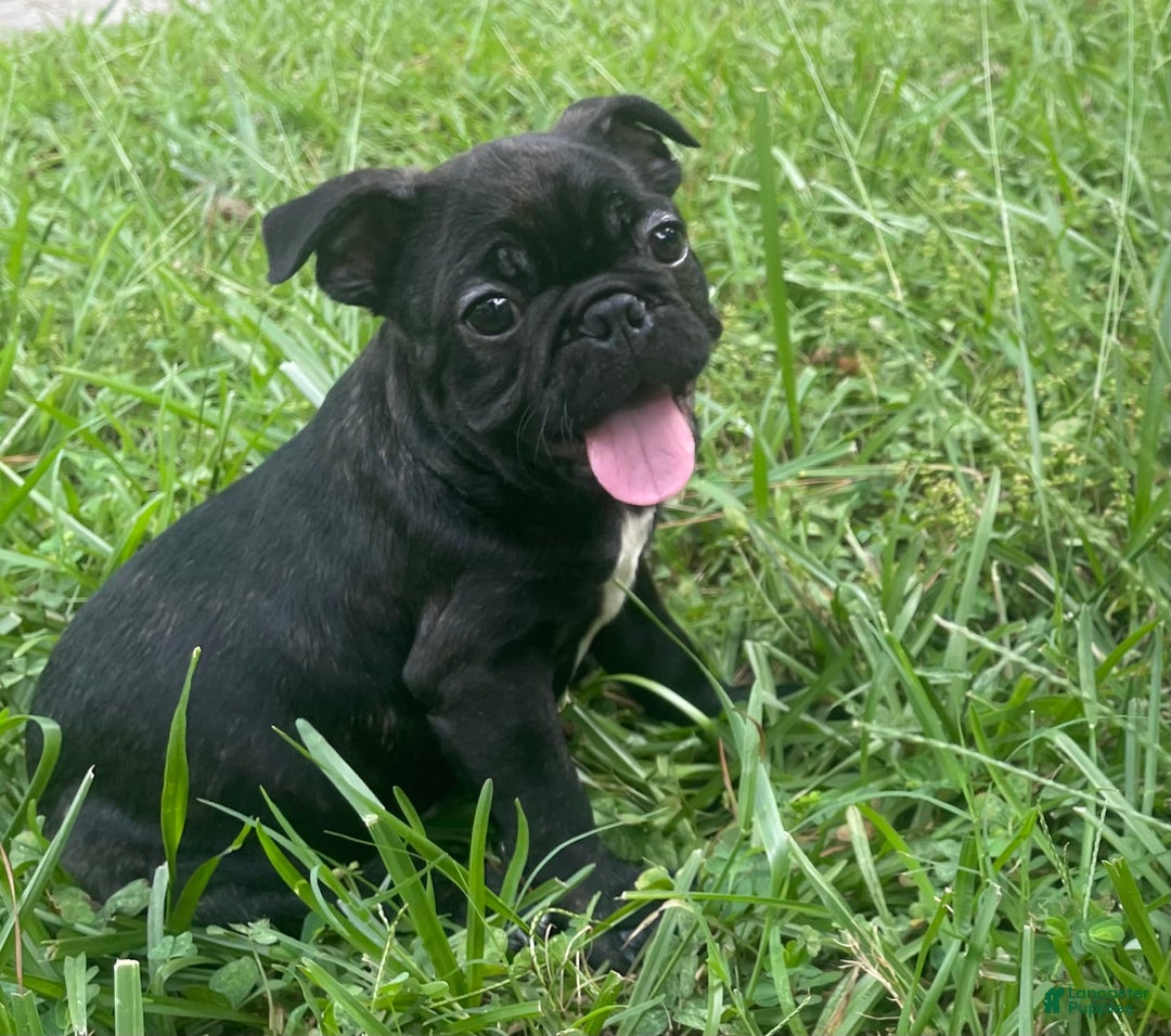 French Bulldog dogs for sale: Yin - Image 1