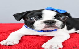 Boston Terrier dogs for sale: Murphy - Image 4