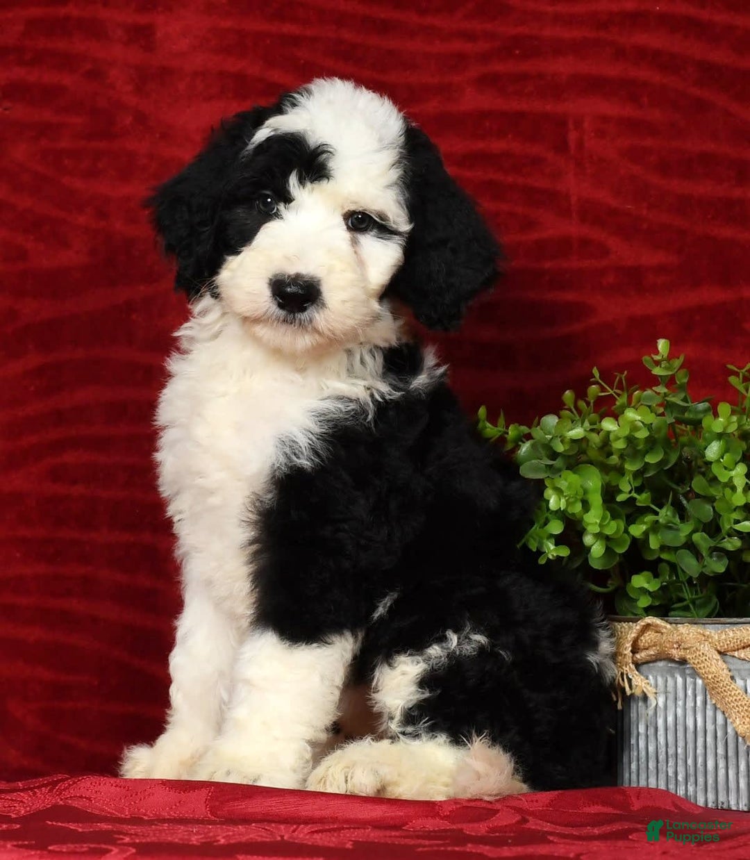 Sheepadoodle dogs for sale: Tulip - Image 8