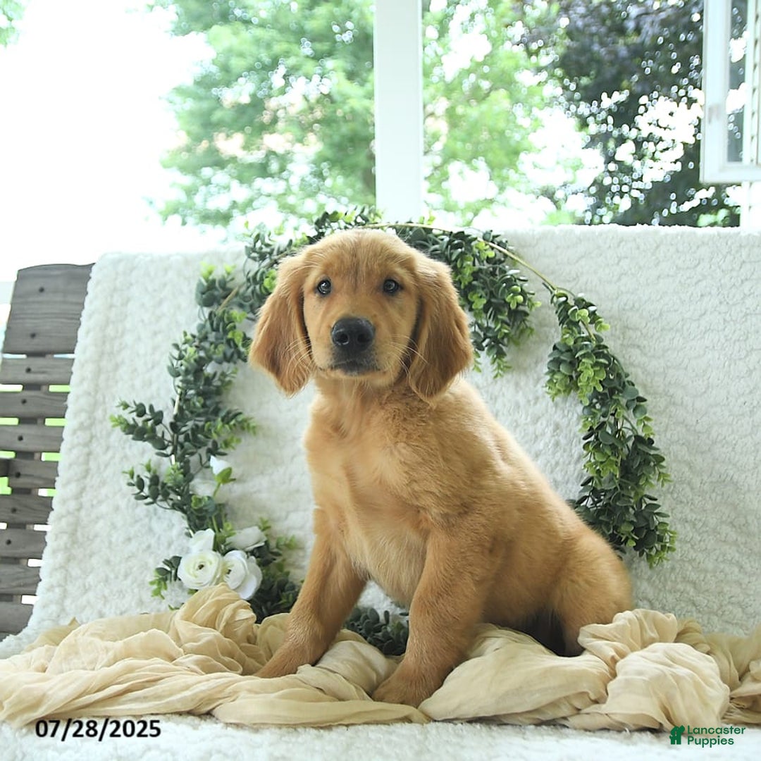 Golden Retriever dogs for sale: Abram - Image 11