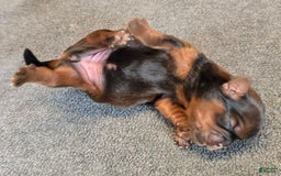 Shorkie dogs for sale: Pepper - Image 7