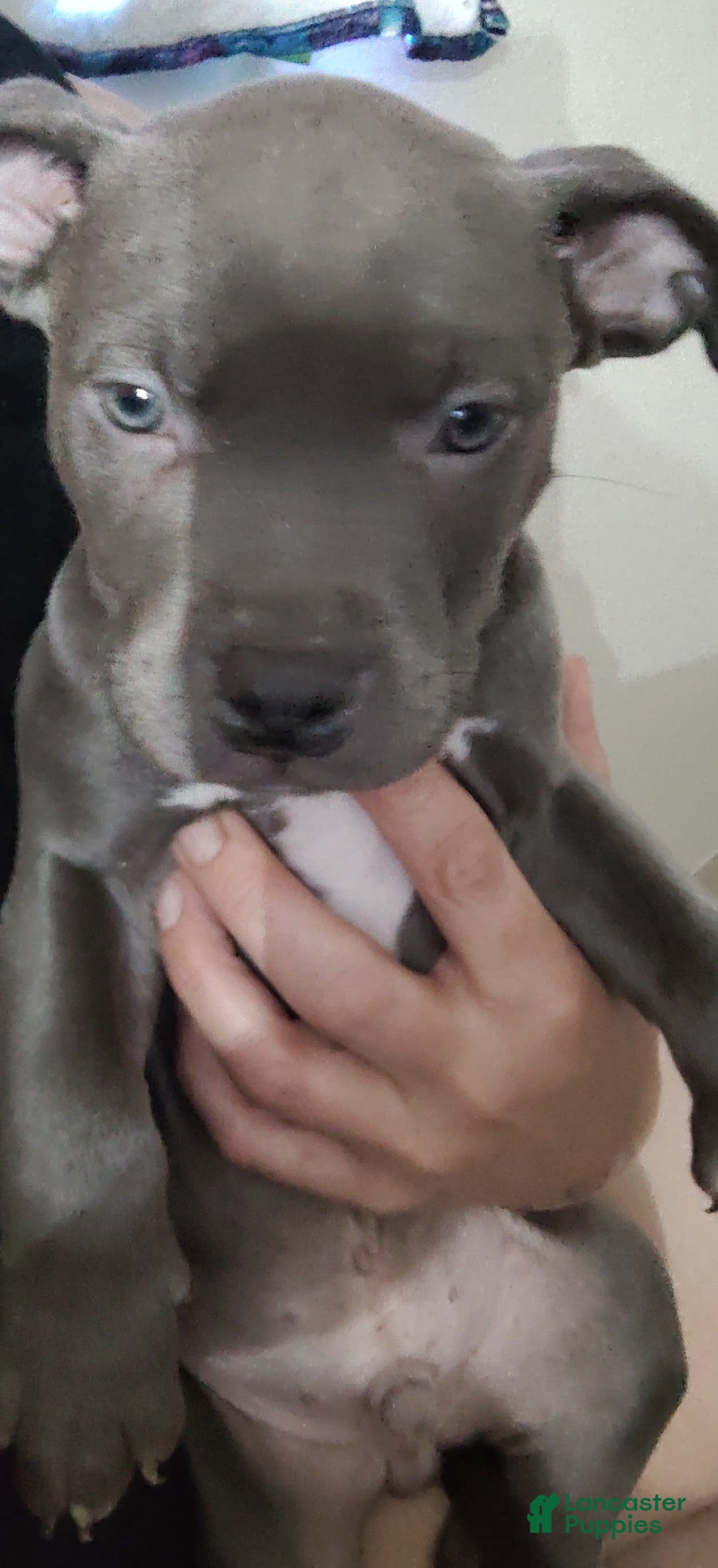 American Pit Bull Terrier dogs for sale: Baby Boy - Image 3