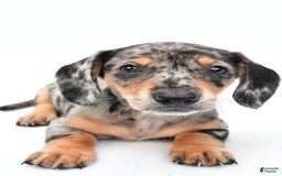 Miniature Dachshund dogs for sale: Jill - Image 6