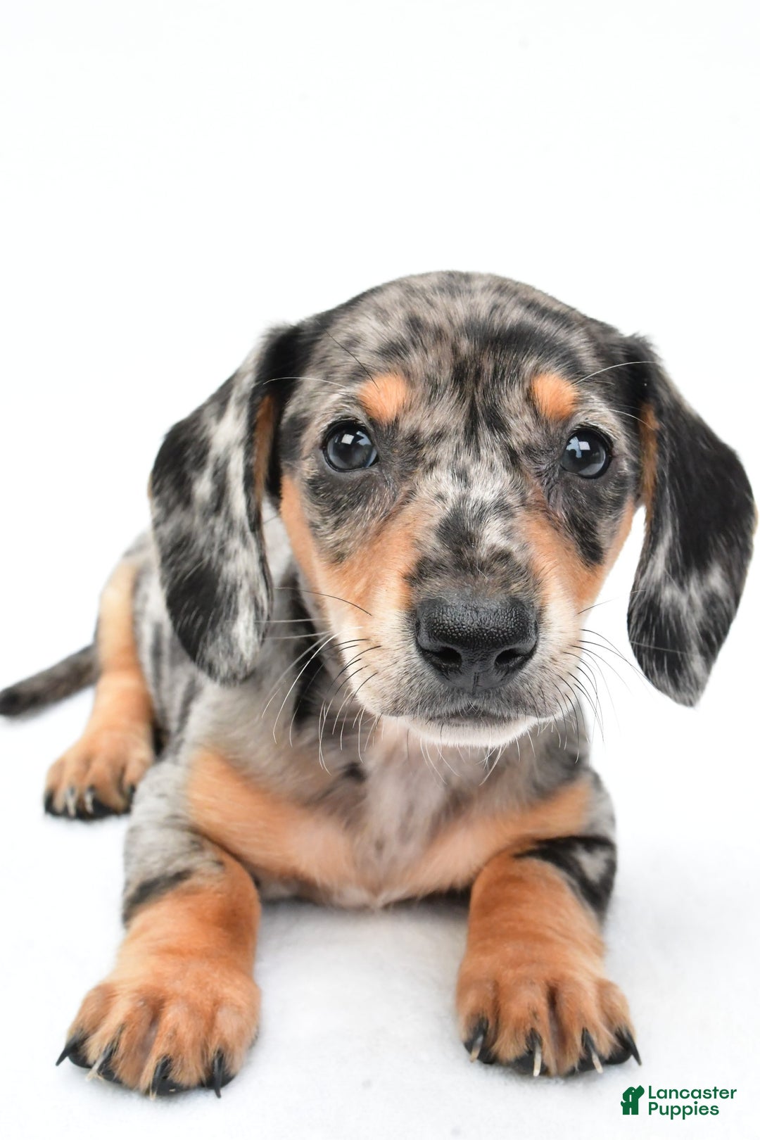 Miniature Dachshund dogs for sale: Jill - Image 6