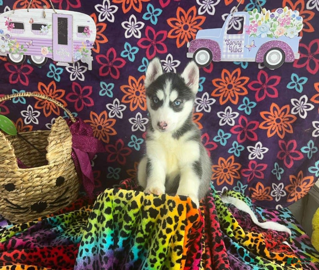 Siberian Husky dogs for sale: Daisy - Image 2
