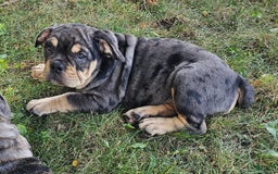 English Bulldog dogs for sale: Lava Frilly - Image 4