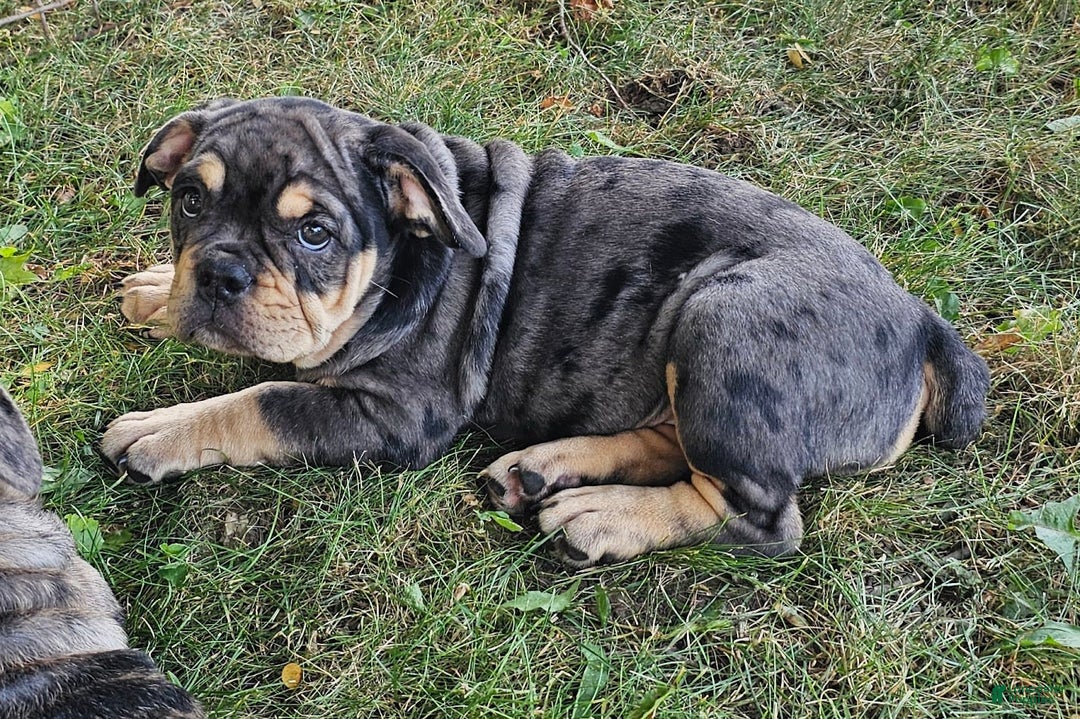 English Bulldog dogs for sale: Lava Frilly - Image 4