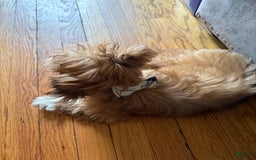 Shih Tzu dogs for sale: Cookie - Image 2