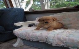 Golden Retriever dogs for sale: Twinkie - Image 24