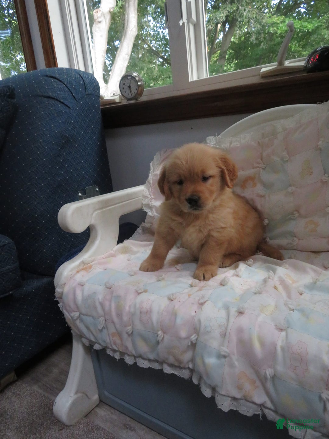 Golden Retriever dogs for sale: Twinkie - Image 24