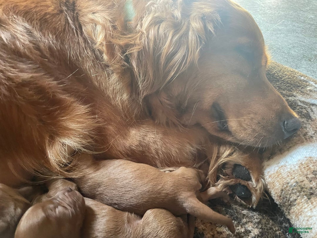 Goldendoodle dogs for sale: Andy - Image 10